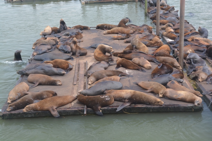 a bed of California sea lions on the waterfront